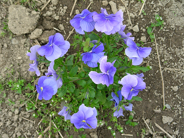 pansy in flower